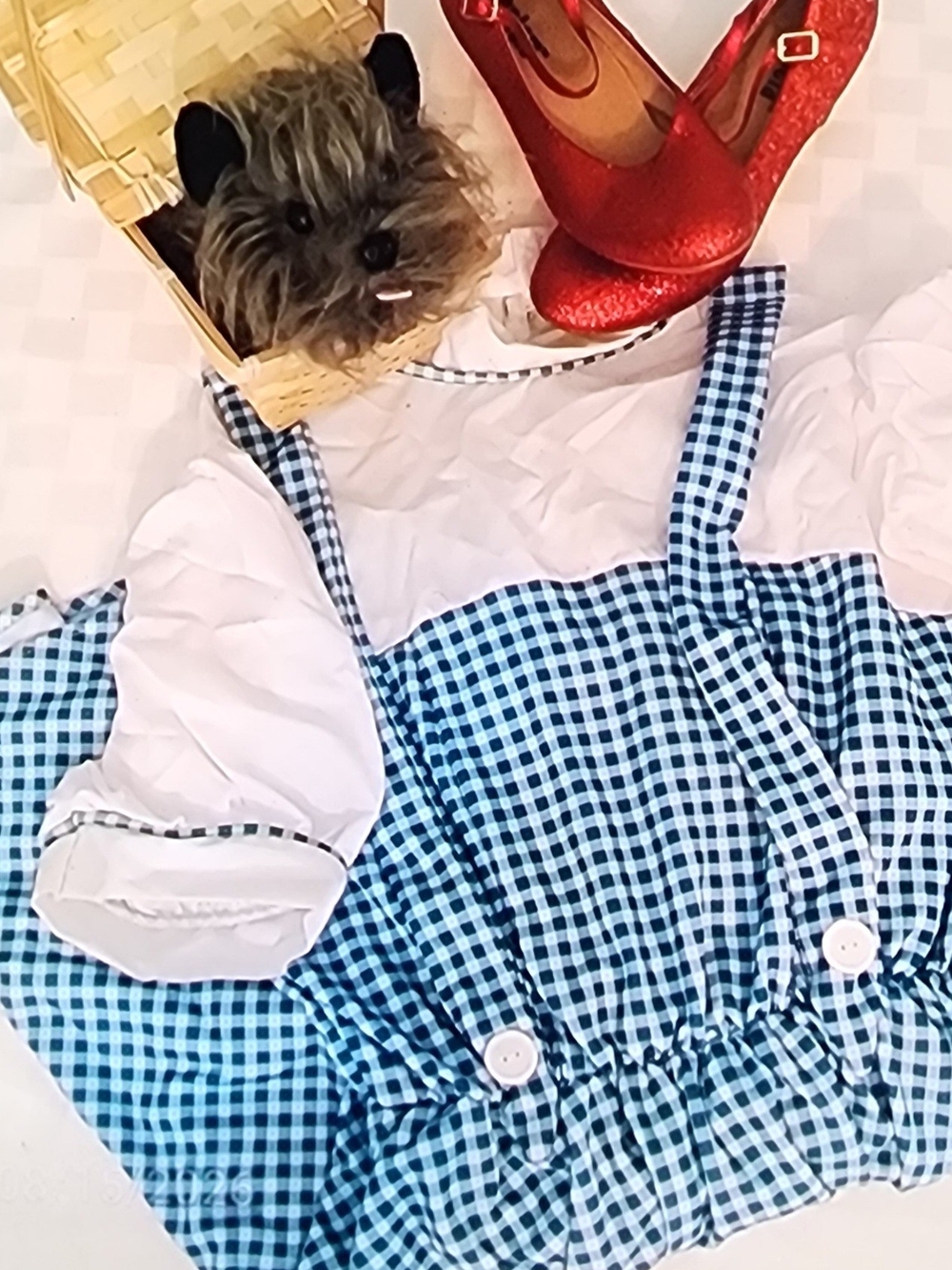 Wizard Of Oz Womans Costume